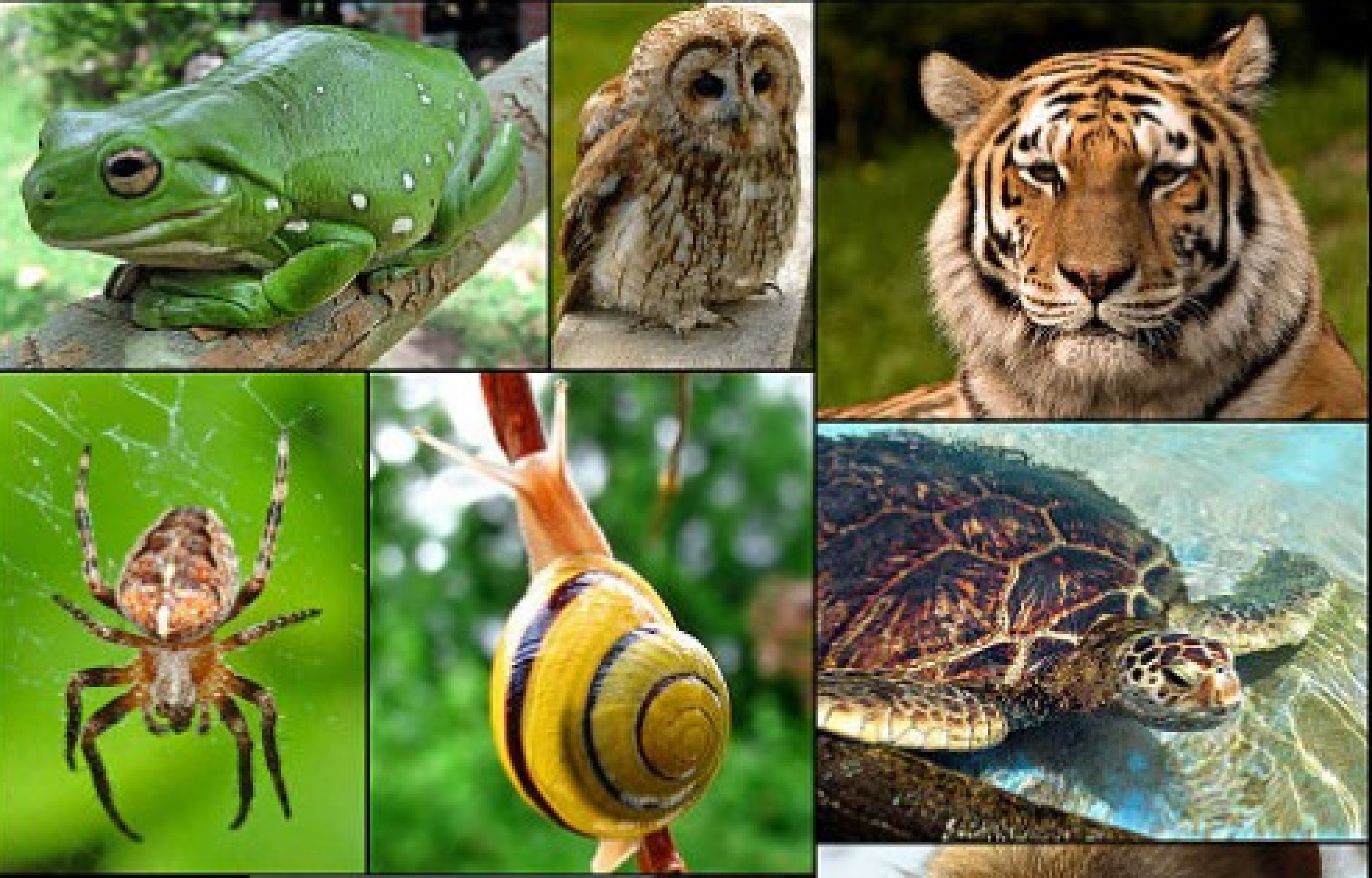 Многообразие биологических видов. Видовое биоразнообразие. Уменьшение биоразнообразия. Разнообразие животных. Многообразие видов.